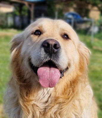 Étalon Golden Retriever - Platon de la belle lady