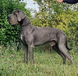 Étalon Dogue allemand - Galaeryous endurial