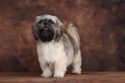 Étalon Shih Tzu - Uymi (Universe) (Sans Affixe)