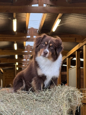 Étalon Berger Américain Miniature - Sans Contrefaçon Du clos des duchesses