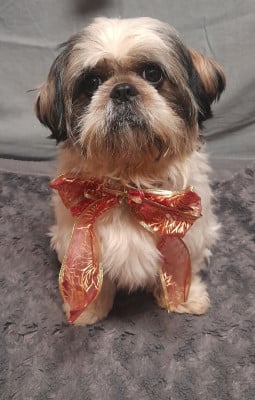 Étalon Shih Tzu - king du Clan du Dog Lion (Sans Affixe)