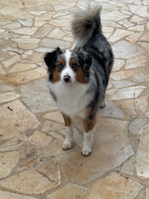 Étalon Berger Américain Miniature - Toyga de Mercelo (Sans Affixe)