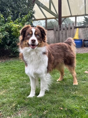 Ulova de Mercelo (Sans Affixe)