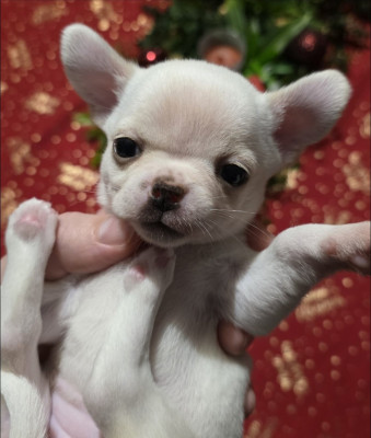 Étalon Chihuahua - AMY De L'empire De Ganesh