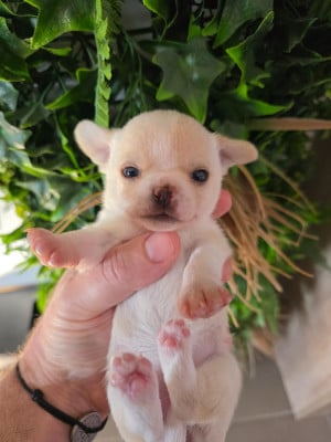 Étalon Chihuahua - Aretha De L'empire De Ganesh