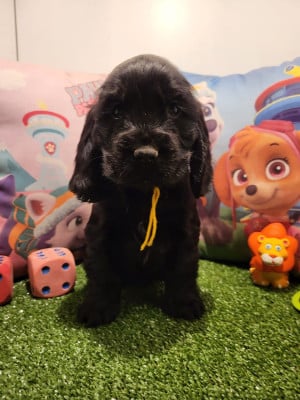 Étalon Cocker Spaniel Anglais - alix du domaine de Std Gladyce