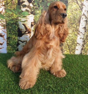 Étalon Cocker Spaniel Anglais - ava du domaine de Std Gladyce