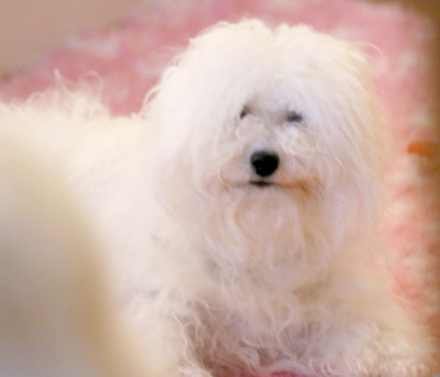 Étalon Bichon Frise - Vénus de la Felhotte