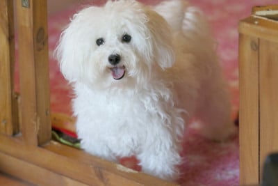 Étalon Bichon Frise - Violette de la Felhotte