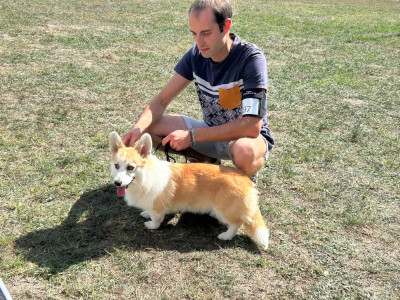 Étalon Welsh Corgi Pembroke - Vicomtesse de la Ferme du Rotour