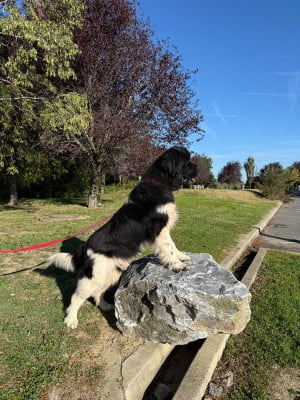 Étalon Terre-neuve - thorr des Jardins d Artemis