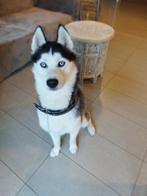 Étalon Siberian Husky - uki Titre Initial