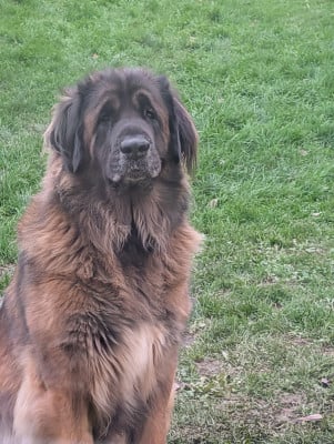 Étalon Leonberger - Thalassa Tenessy De la ville esbraies