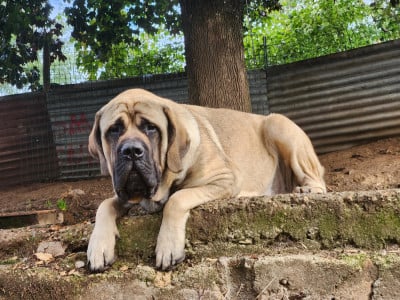 Étalon Mastiff - (Sans Affixe) Ransevyn Fallon