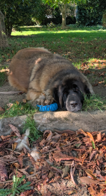 Étalon Leonberger - Triskell De Kerfenec