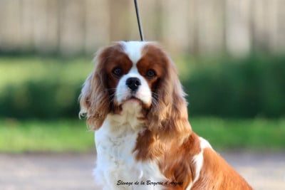Étalon Cavalier King Charles Spaniel - Shippie de la bergerie d'argent