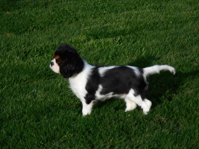 Étalon Cavalier King Charles Spaniel - Altesse De castel peyrac