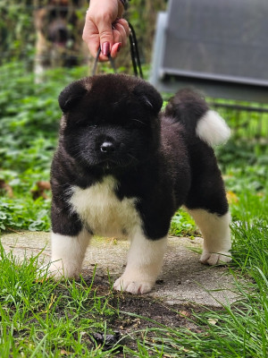 Étalon Akita americain - Addicted to you Des Gardiens De L'arche De Noé