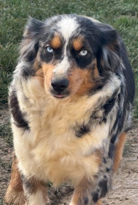 Étalon Berger Américain Miniature - VITA Kingdom of Margail