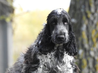 Étalon Cocker Spaniel Anglais - Atome Du Clos De La Majesty