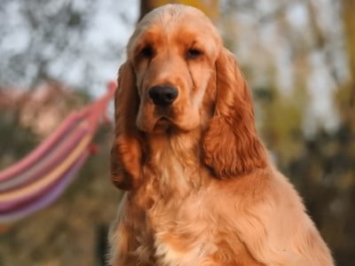 Étalon Cocker Spaniel Anglais - Aky Du Clos De La Majesty