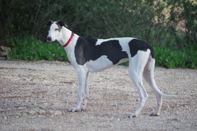 Étalon Greyhound - Bakara's Anaël