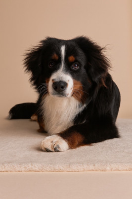 Étalon Berger Américain Miniature - Atlas de Mercelo (Sans Affixe)