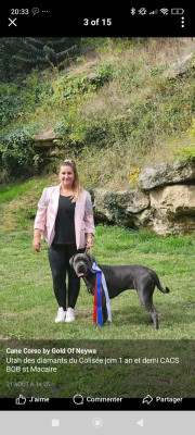 Étalon Cane Corso - Utah Des Diamants Du Colisée Jcm