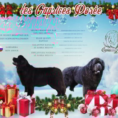  Brown Velvet Bernstein Jun. Von Den Schwarzwaldbaren