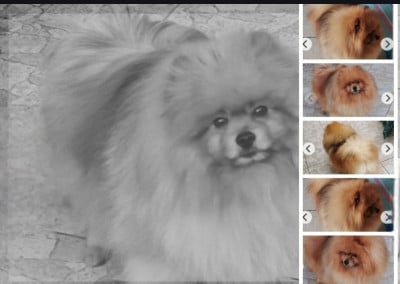 Nino du jardin de Mesoz