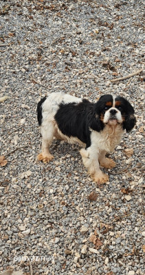 Étalon Cavalier King Charles Spaniel - Swany Des Hauts De La Chaume
