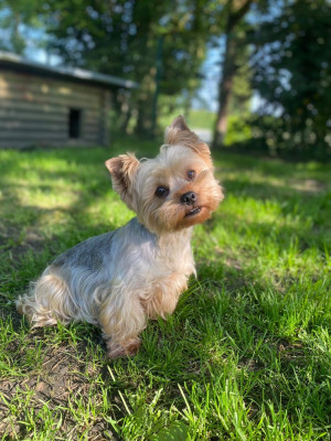 Étalon Yorkshire Terrier - Titoune du Clos d'elphigny