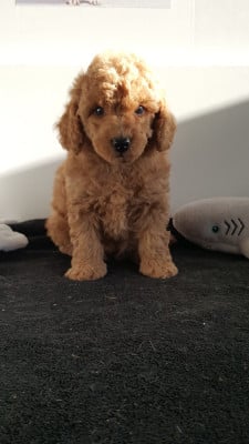 Étalon Caniche - ava gardner du domaine de Std Gladyce