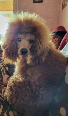 Étalon Caniche - angélina jolie du domaine de Std Gladyce