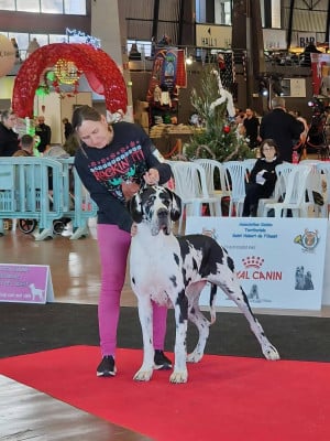 Étalon Dogue allemand - Valencia du domaine du rupt de mad