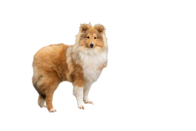 Étalon Shetland Sheepdog - Arrison Ford colline de sagne