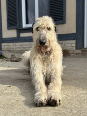 CH. Union Jack of king howard legend
