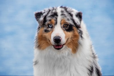 Étalon Berger Australien - Umbrella academy des légendes de Maïka des Légendes de Maika