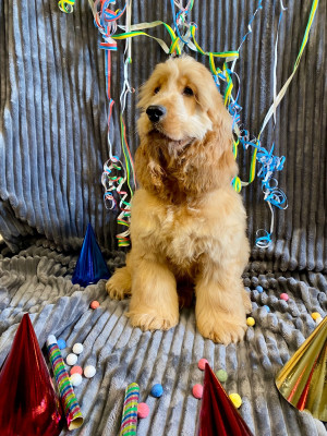 Étalon Cocker Spaniel Anglais - AÏdi du royaume des 4 pattes