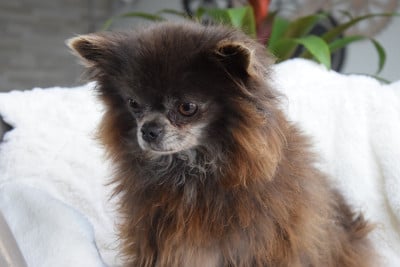 Étalon Chihuahua - rafna goud du royaume des poids plumes