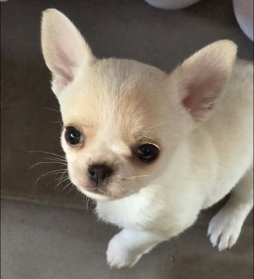 Étalon Chihuahua - Aretha De L'empire De Ganesh