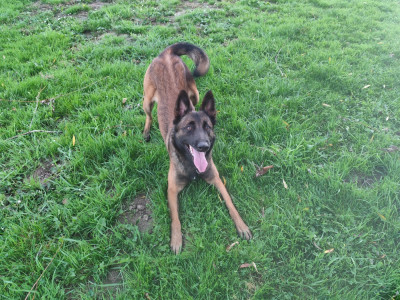 Étalon Berger Belge - Vanille Des Terres Behennoises