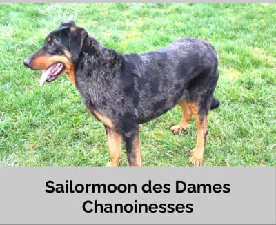 s'ailor moon des dames chaoinesse Des dames Chanoinesses