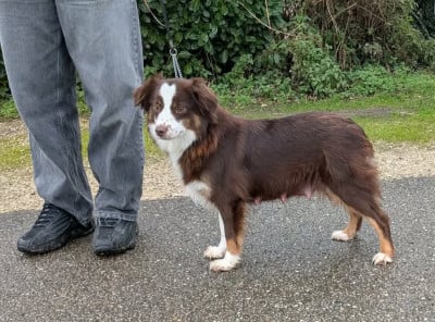 une petite belette De L'Atoll De Tikéhau