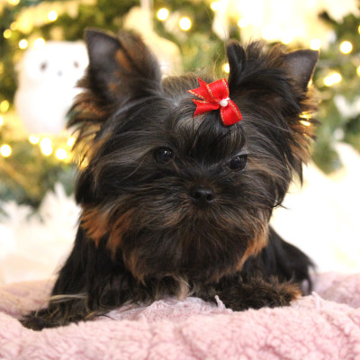 Étalon Yorkshire Terrier - Ysis Du Berceau De Michel-Ange