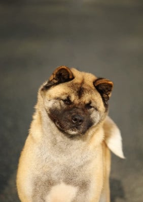 olenskjold's THE SKY IS THE LIMIT