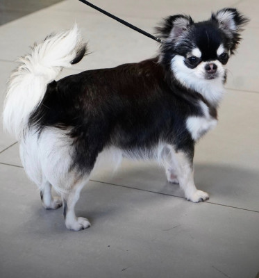 Étalon Chihuahua - Nikita Amako S Izumrudnykh Kholmov