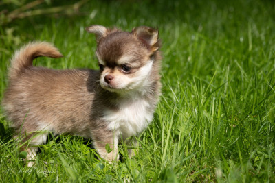 Étalon Chihuahua - You're a Shooting Star Of Wizards World