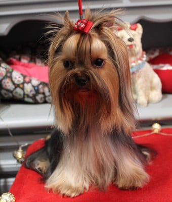 Étalon Yorkshire Terrier - Ofeliya Berta