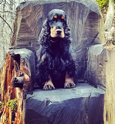 Étalon Cocker Spaniel Anglais - Prince ofthe night De kerfeuil